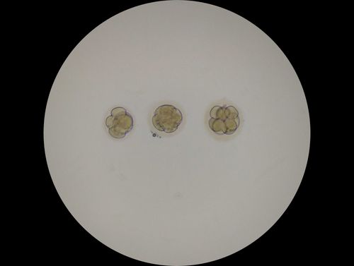 SP02-GC3-Group-D3-p-500 | Gameto