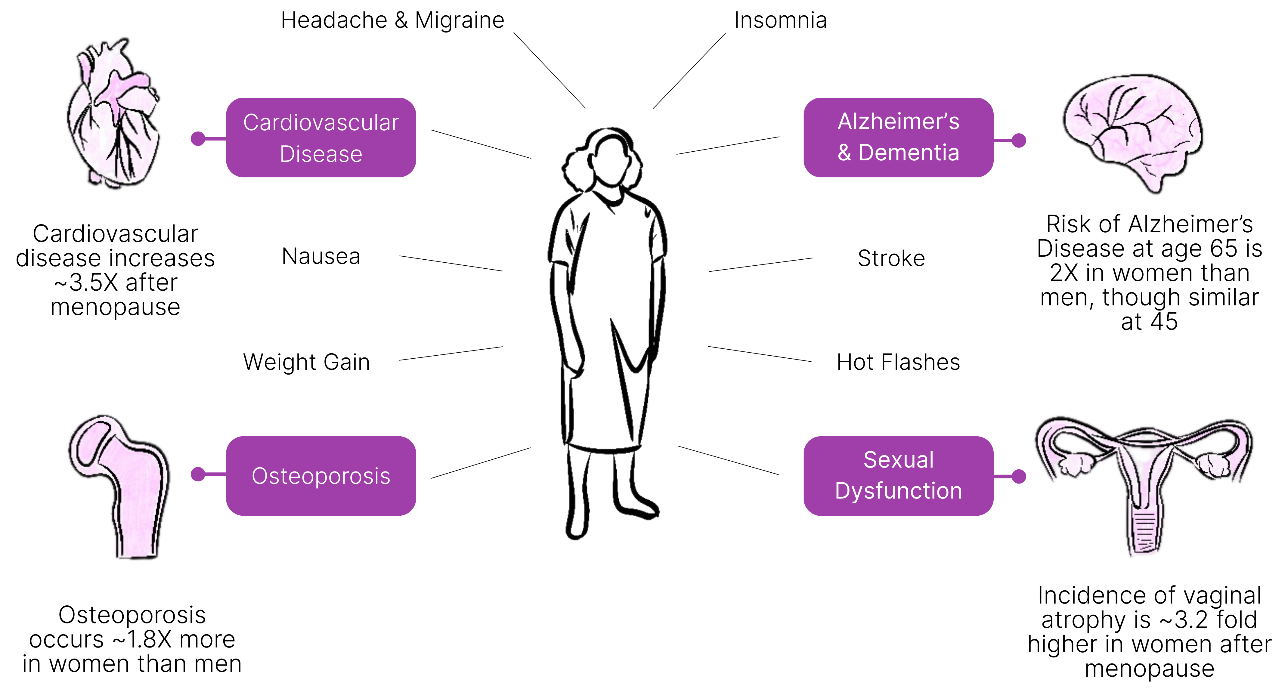 Menopause 2 | Gameto