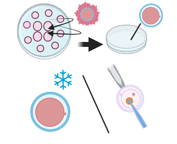 step-3-of-3-fertilo | Gameto